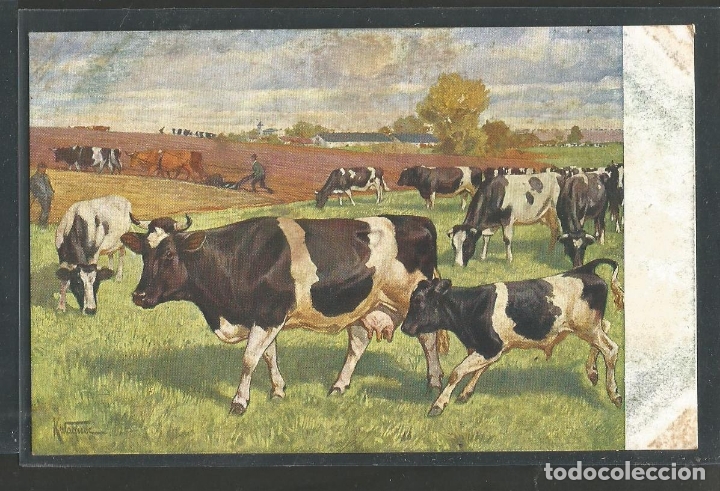 Postais: VACAS-POSTAL ANTIGUA-(62.000)