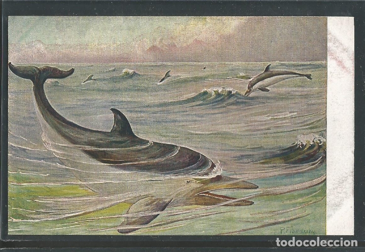 Postales: DELFIN-POSTAL ANTIGUA-(62.002)
