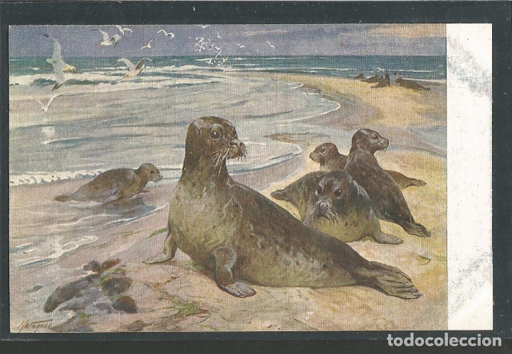 Postales: FOCAS-POSTAL ANTIGUA-(62.003)