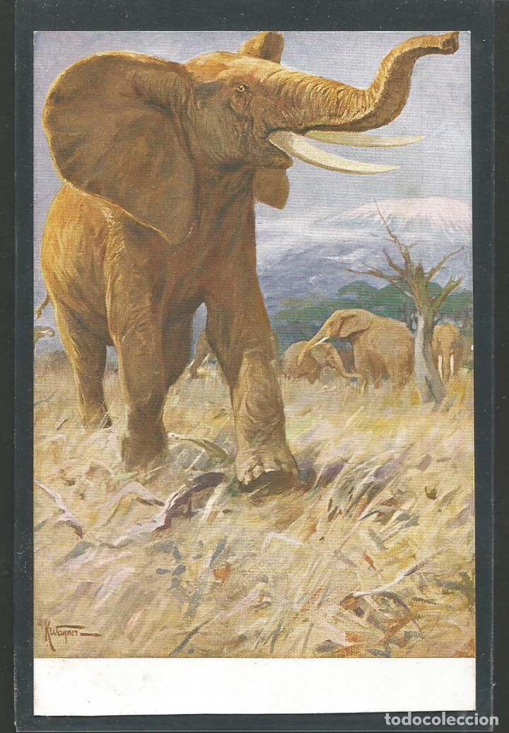 Postales: ELEFANTES-POSTAL ANTIGUA-(62.004)