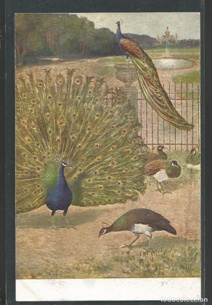 Postales: PAVO REAL-POSTAL ANTIGUA-(62.005)