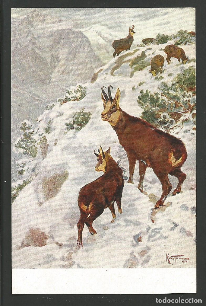 Postales: GAMUZA-POSTAL ANTIGUA-(62.007)