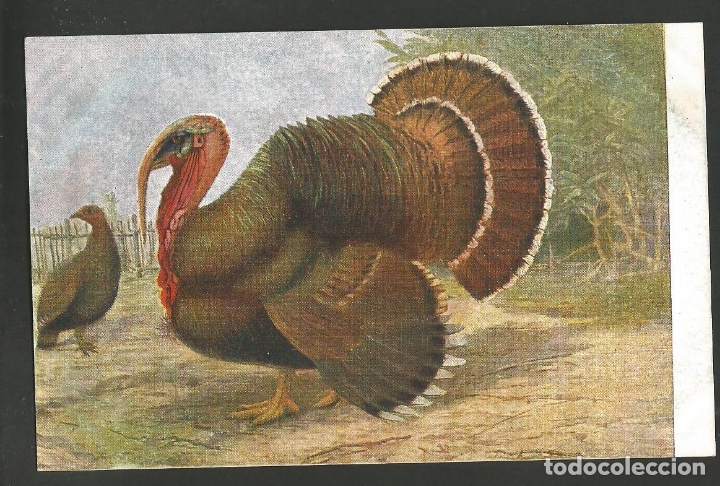 Postales: PAVO-POSTAL ANTIGUA-(62.009)