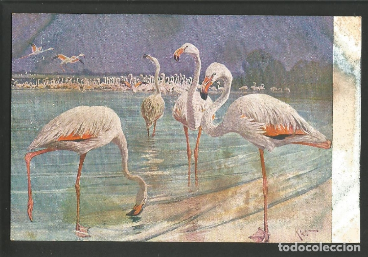 Postales: FLAMENCOS-POSTAL ANTIGUA-(62.010)