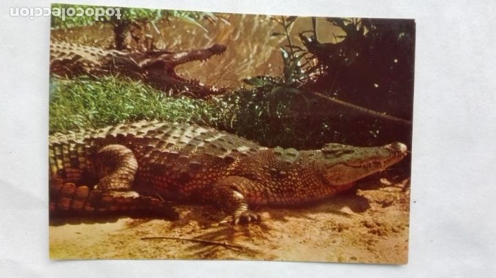 Postkarten: POSTAL DE AFRICA : COCODRILOS , MALAWI . A&Ntilde;OS 60