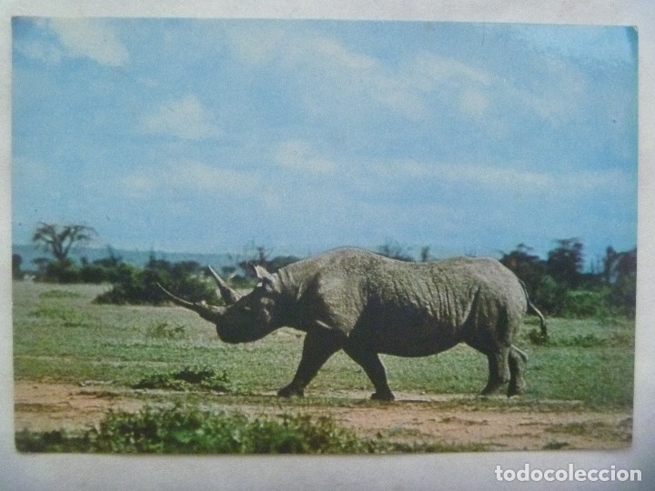 Postkarten: POSTAL DE AFRICA . RINOCERONTE , MALAWI .... A&Ntilde;OS 60