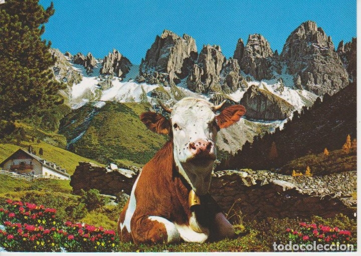 Postales: BERGEN (AUSTRIA).  VACA - Foto 1
