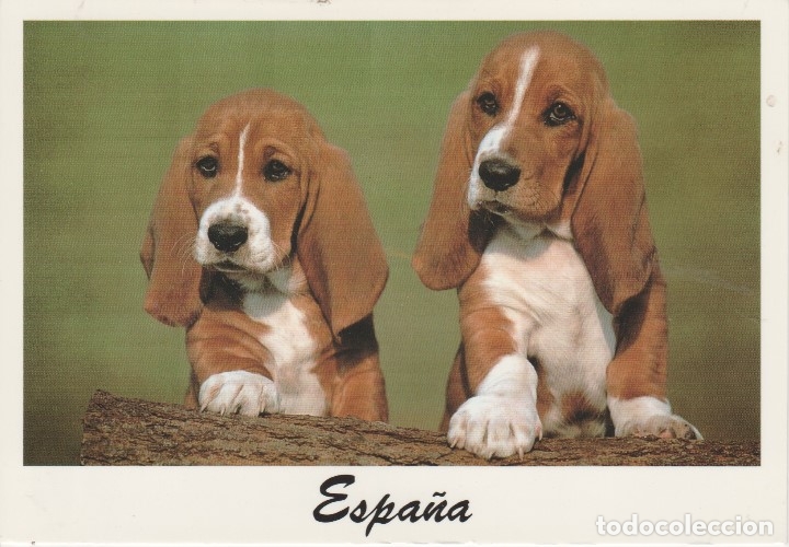 Postkarten: (1497) POSTAL PERROS .. BASSET HOUNDS