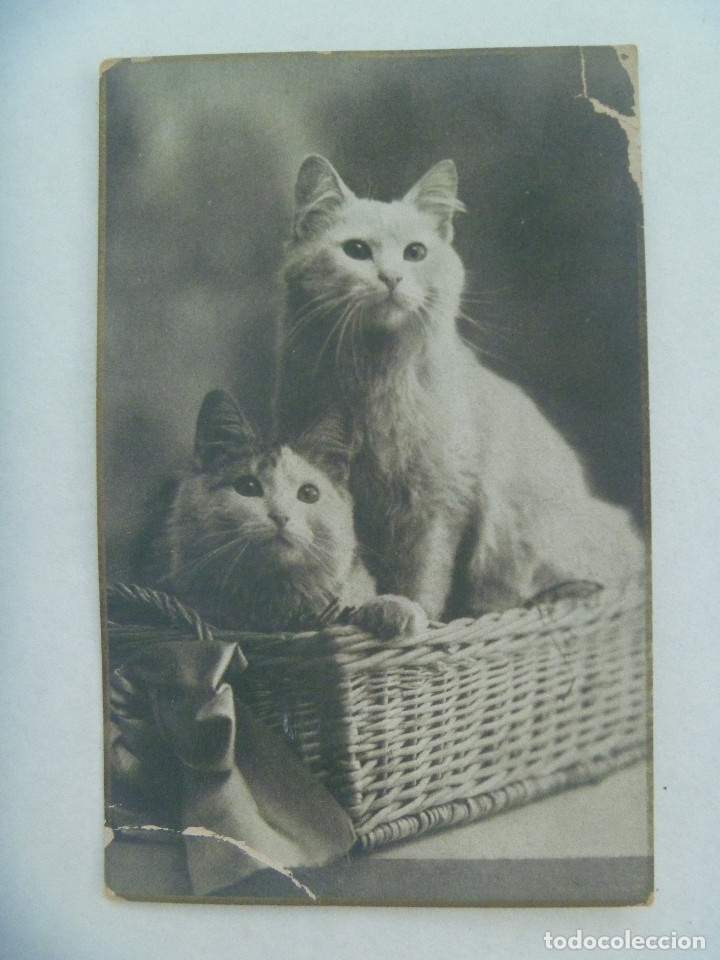 Postkarten: POSTAL  DE GATOS , PRINCIPIOS DE SIGLO, IMPRESA EN ALEMANIA