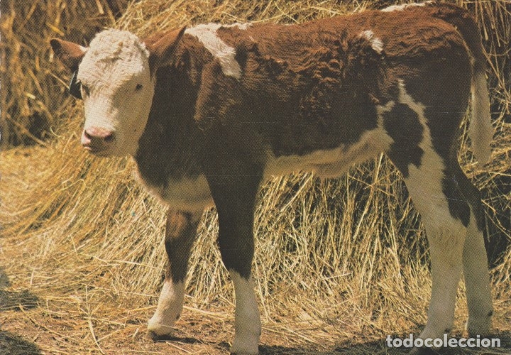 Postales: VACA - Foto 1