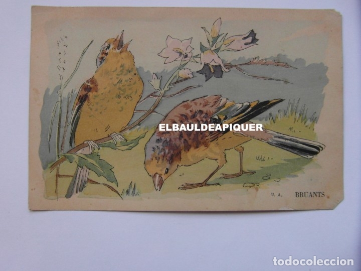 Postkarten: DIBUJOS DE PAJAROS. U.A. BRUANTS