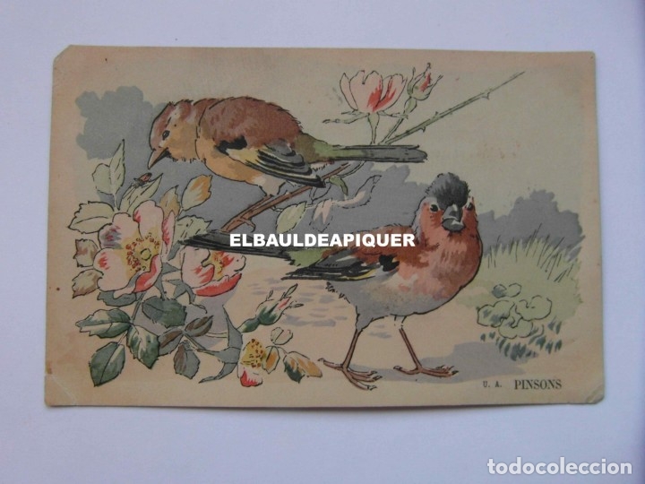 Postkarten: DIBUJOS DE PAJAROS. U.A. PINSONS