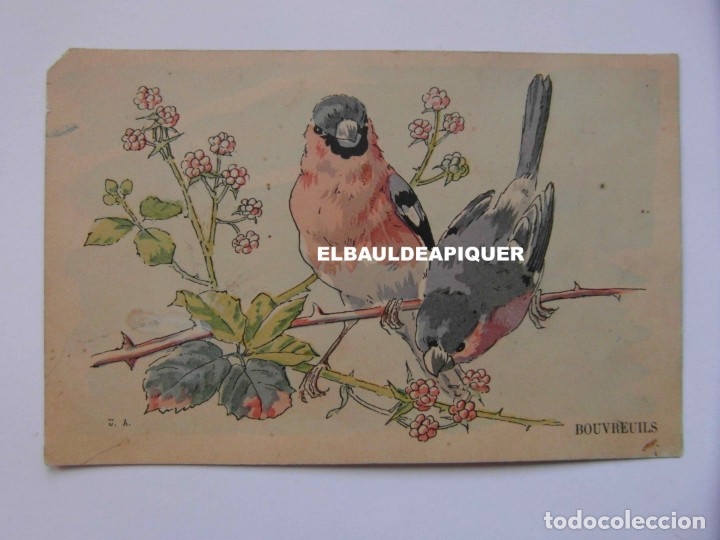 Postkarten: DIBUJOS DE PAJAROS. U.A. BOUVREUILS