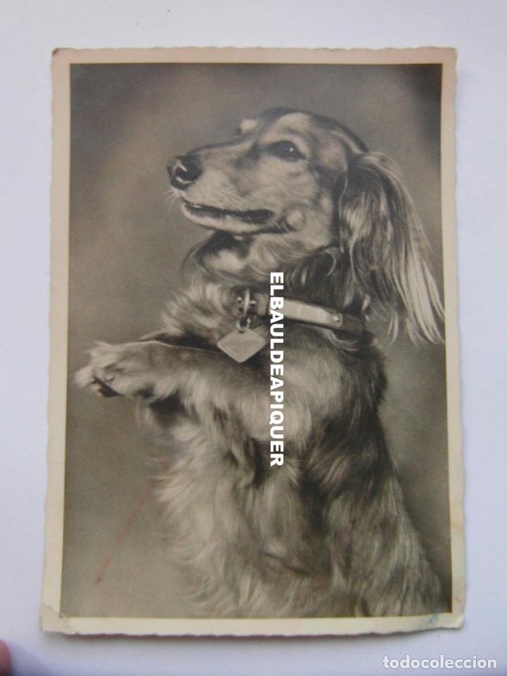Postkarten: foto de perro a dos patas