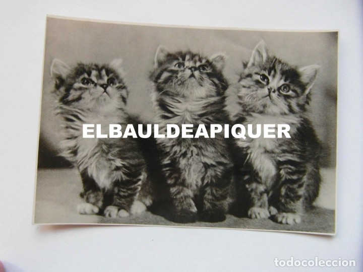 Cartes Postales: ANTIGUA POSTAL RUSA. 3 GATOS PEQUE&Ntilde;OS. ESCRITA AL REVERSO