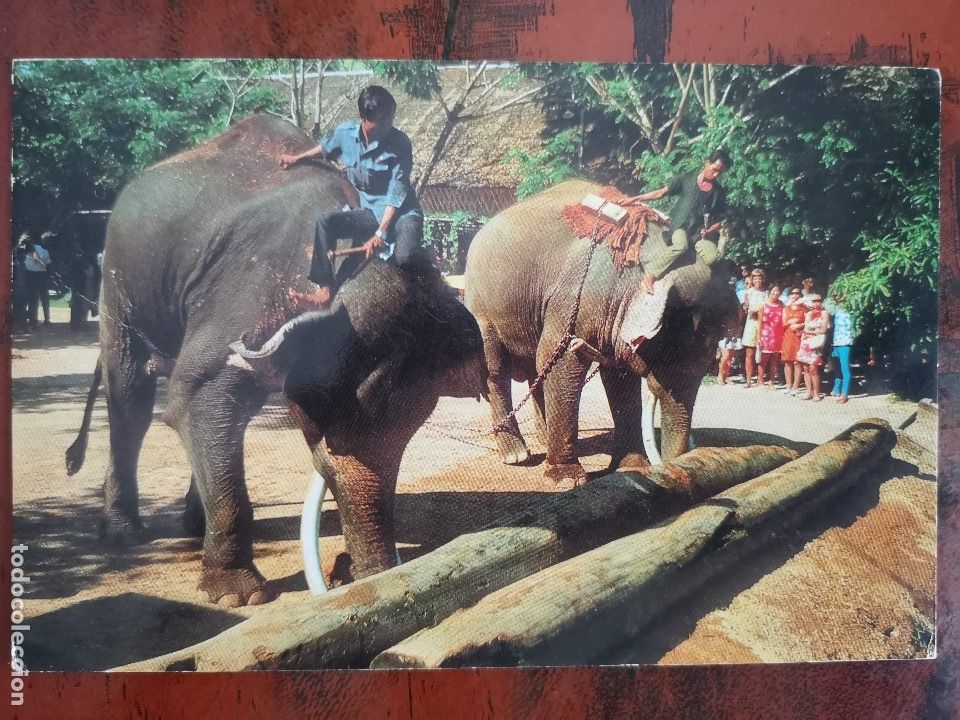 Postkarten: POSTAL ELEFANTES ELEFANTE ASIATICO TAILANDIA PUSH TIMBERS WITH TRUNK THAILAND PERFECTA CONSERVACION
