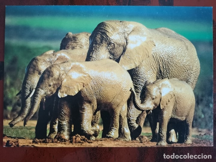Postkarten: POSTAL ELEFANTES ELEFANTE AFRICANO AFRICA ELEPHANTS D&acute;AFRIQUE PERFECTA CONSERVACION