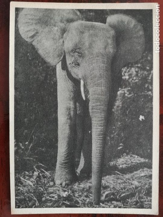 Postkarten: POSTAL ELEFANTES ELEFANTE AFRICANO AFRICA ELEPHANTS D&acute;AFRIQUE CONGO FRANCAIS PERFECTA CONSERVACION