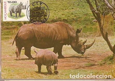 Postkarten: Mozambique & P.Maximo, Fauna, Rhino, Rhinocerontidae 1980 (3558)