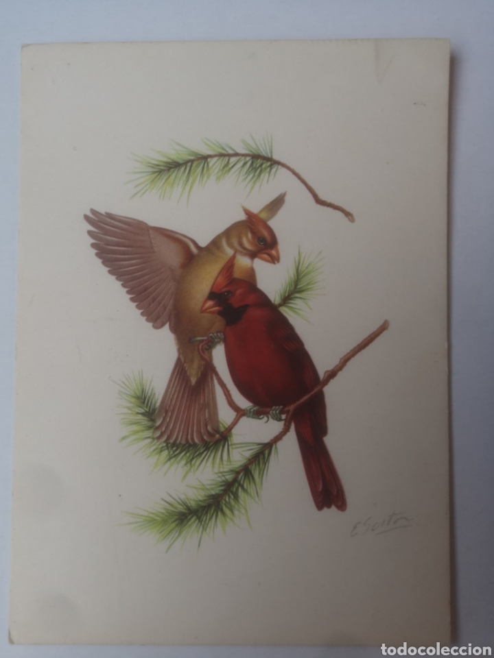 Postkarten: POSTAL HOLANDESA. SIN CURSAR