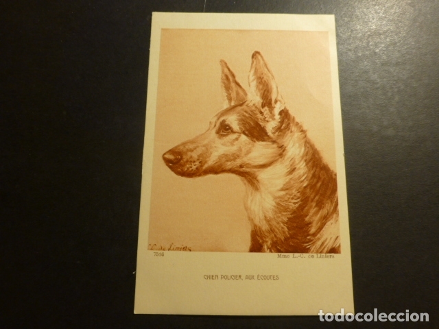 Postales: CABEZA DE PERRO PASTOR ALEMAN POSTAL - Foto 1