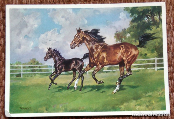 Postkarten: CABALLOS A GALOPE - J. KONRAD