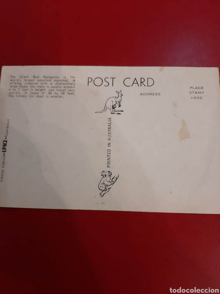 Postales: Postal canguro australia - Foto 2