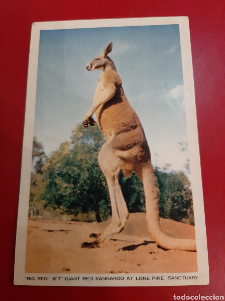 Postales: Postal canguro australia - Foto 1