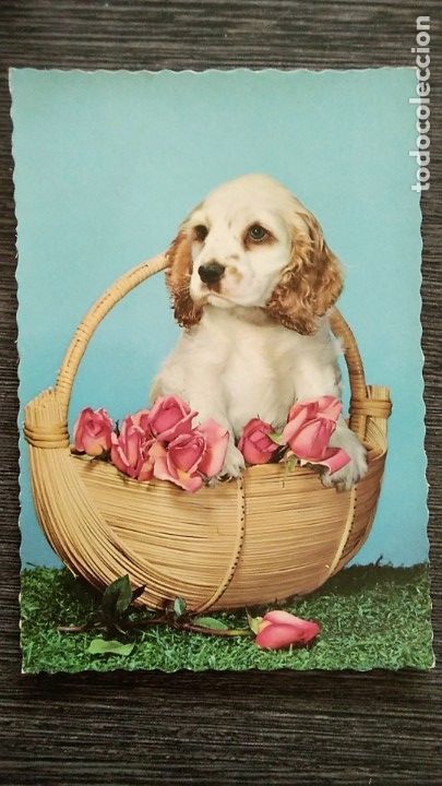 Postales: POSTAL CYZ 6083 ESPA&Ntilde;A, TROQUELADA, NUEVA. PERRITO CON ROSAS