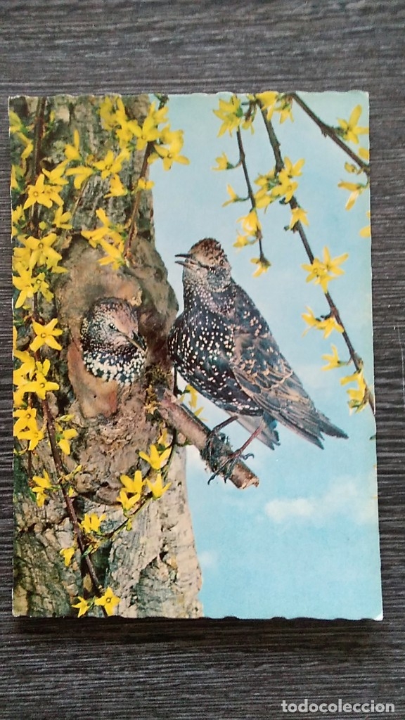 Postkarten: POSTAL ISV SORT 63. ALEMANIA. STAR. TROQUELADA, NUEVA