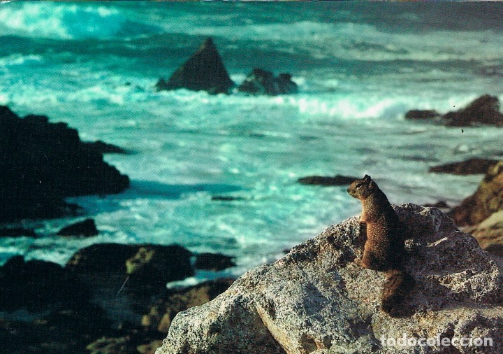 Postales: Ardilla de tierra costera - Foto 1