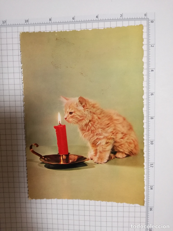 Postkarten: POSTAL N&ordm; 267 - GATO VELA - ED. CECAMI ITALIA - A&Ntilde;O 19??