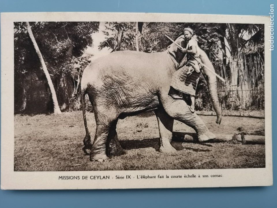 Postkarten: POSTAL ELEFANTES ELEFANTE ASIATICO MISSIONS CEYLAN SRI LANKA ELEPHANT FAIT LA COURTE &Eacute;CHELLE &Aacute; SON