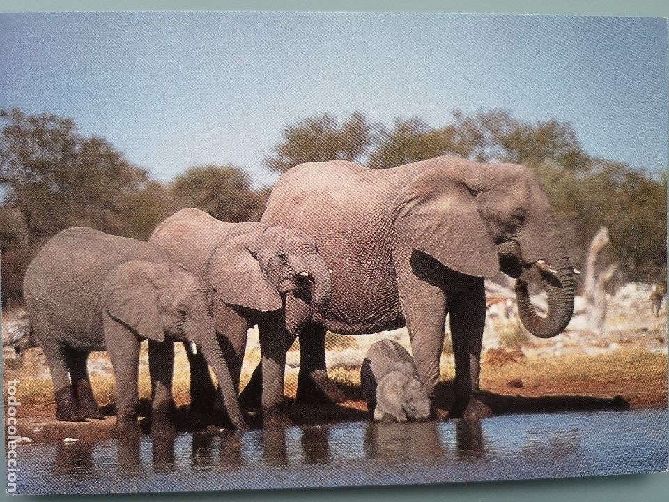 Postkarten: POSTAL ELEFANTES ELEFANTE AFRICANO NAMIBIA DRINKING ELEPHANTS AT GOAS AFRICA PERFECTA CONSERVACION
