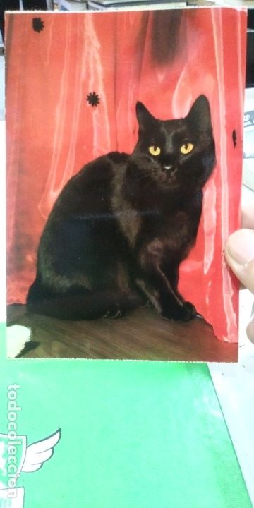 Cartes Postales: Postal Gato negro