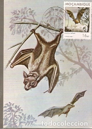 Cartes Postales: Mozambique & I.P Mamiferos de Mo&ccedil;ambique, Morcego, Eidolon Helvum, Kerr, Maputo 1988 (1792)
