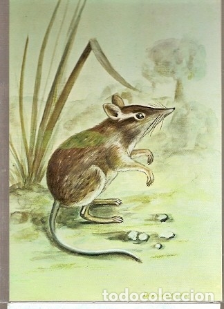 Cartes Postales: Mozambique ** & I.P Mamiferos de Mo&ccedil;ambique, Petrodromus Tetradactylus, Poters 1983 (1846)