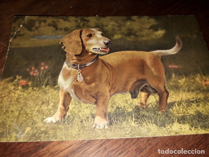 Postkarten: N&ordm; 4919 POSTAL PERRO BASSET DACHSHUND