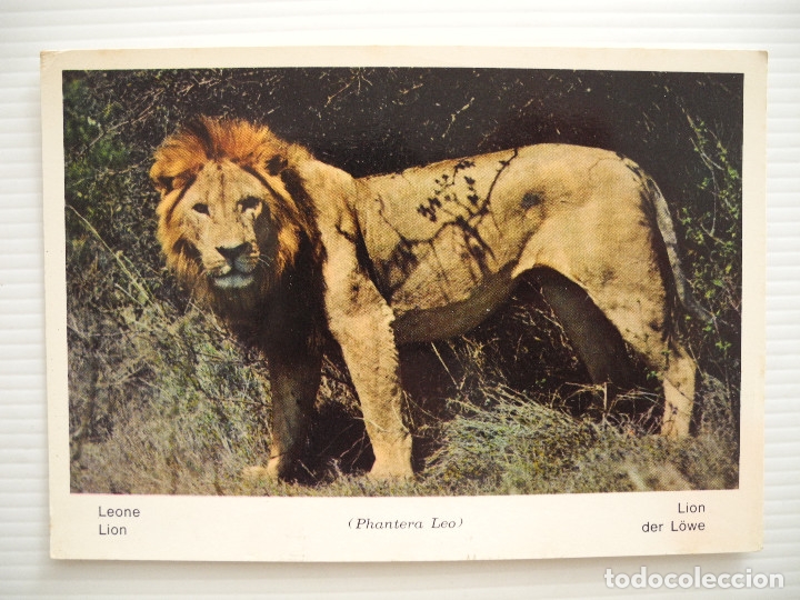 Cartes Postales: Leon. Fauna Africana 25 Nueva