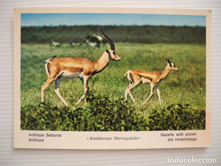 Cartes Postales: Antilope Saltante. Fauna africana n. 23