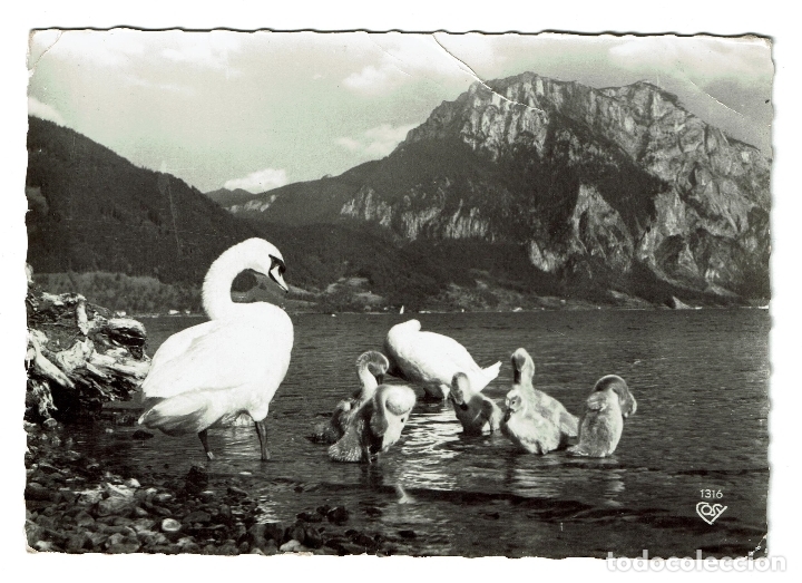 Postales: AUSTRIA FAMILIA DE CISNES EN EL LAGO - A&Ntilde;OS 60 - CIRCULADA - CON DOS SELLOS