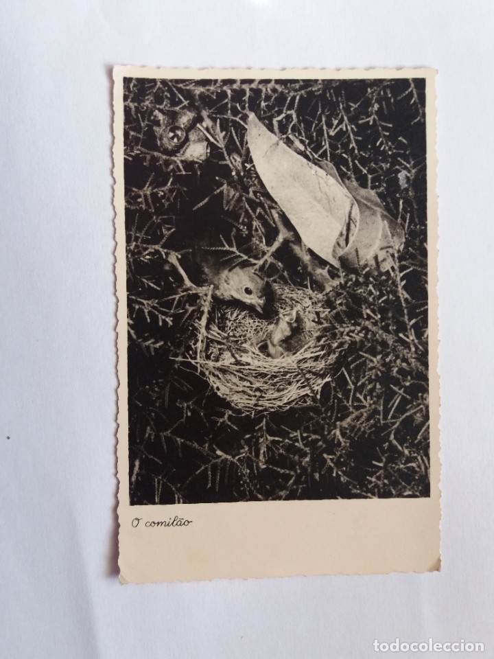 Postales: TARJETA POSTAL - 1931 P&Aacute;JARO - EL COMILON - O COMIL&Atilde;O - Foto 1