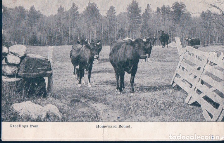Cartes Postales: POSTAL VACAS PASTANDO - GREETING FROM - HOMEWARD BOUND - CIRCULADA