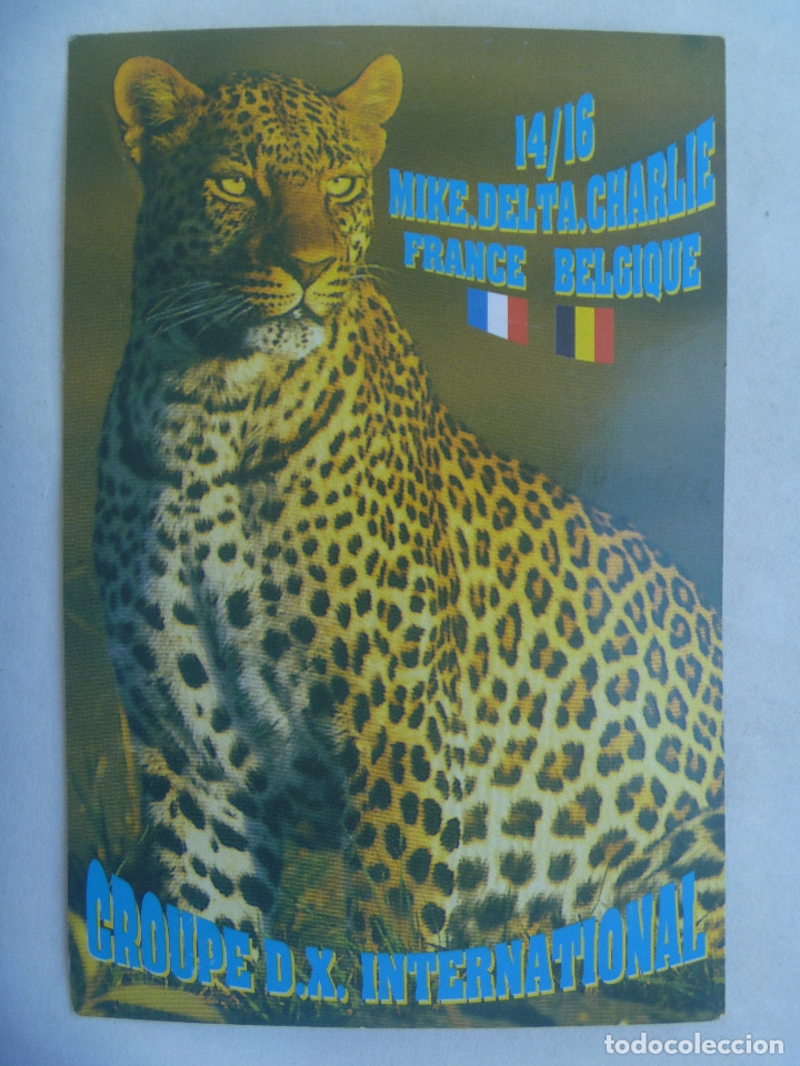 Cartes Postales: POSTAL DE RADIOAFICIONADO CON LEOPARDO , FRANCIA - BELGICA