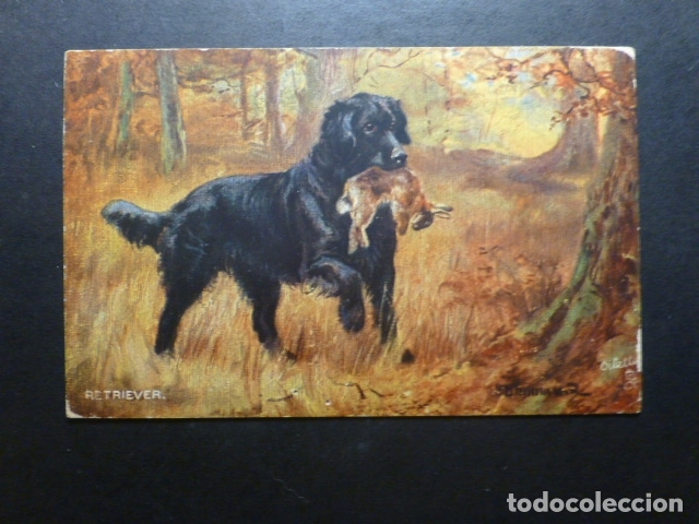 Postales: PERRO CON CONEJO POSTAL - Foto 1