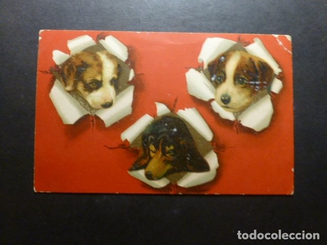 Postales: CABEZAS DE PERRO POSTAL - Foto 1