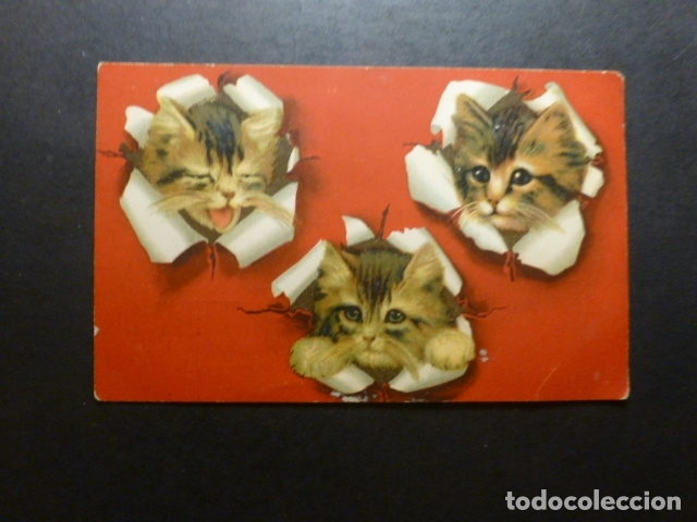 Postales: CABEZAS DE GATO POSTAL - Foto 1
