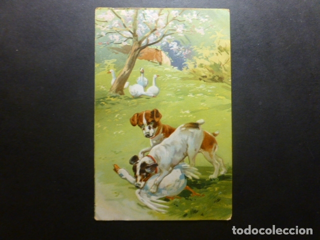 Postales: PERROS CON OCAS POSTAL - Foto 1