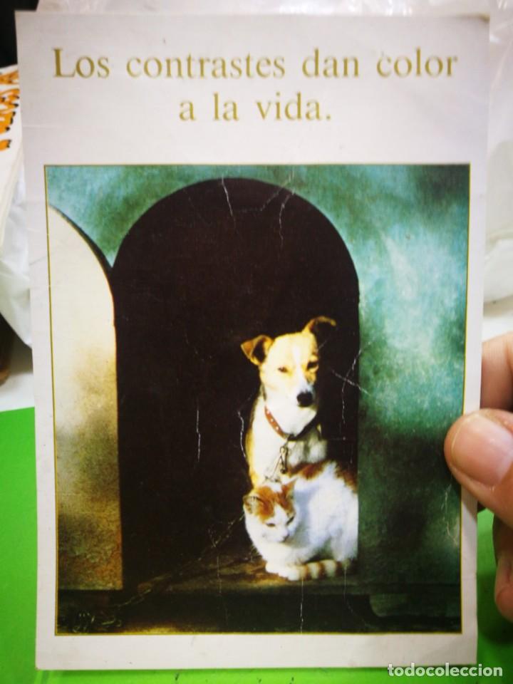 Cartes Postales: Postal perro y gato arrugada