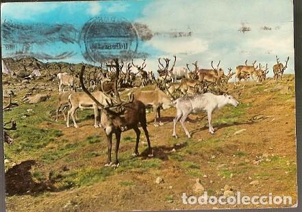Cartes Postales: Noruega & Circulado, Reno, Nordkapp a &Eacute;pinac 1967 (3539)